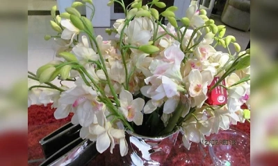 Орхидея Oakom