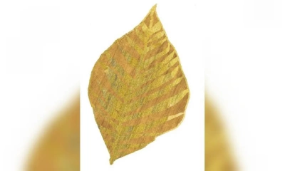 Ковер Sartori Celebrity